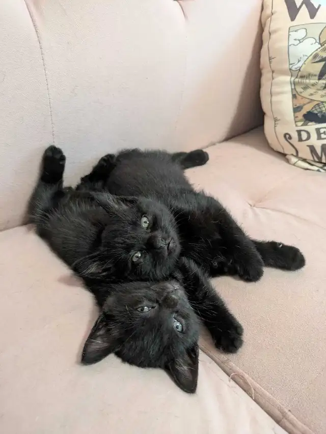 2 Kittens for Sale! Black Male Kittens