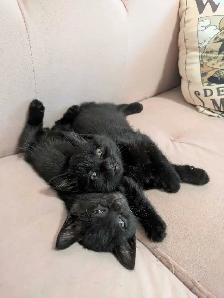 2 Kittens for Sale! Black Male Kittens