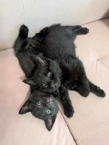 2 Kittens for Sale! Black Male Kittens - Photo 2