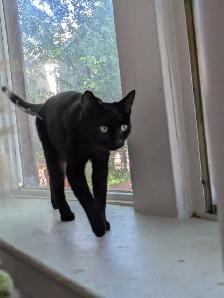 2 Kittens for Sale! Black Male Kittens - Photo 3