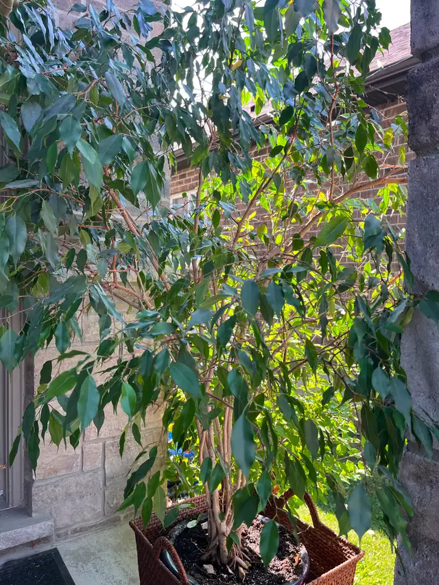 Free Benjamin Tree