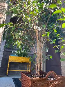 Free Benjamin Tree - Photo 2