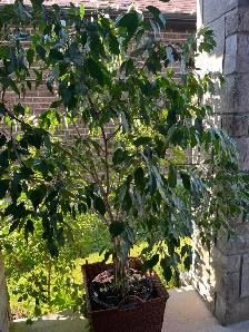 Free Benjamin Tree - Photo 3