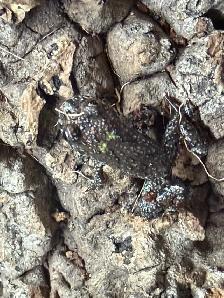 Fire Belly Toads