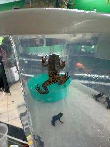 Fire Belly Toads - Photo 2