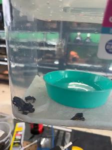 Fire Belly Toads - Photo 3