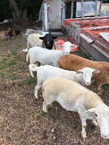 Animals for sale
