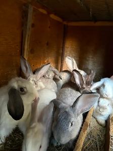 Animals for sale - Photo 2