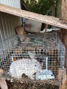 Animals for sale - Photo 3