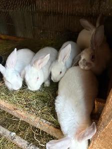 Animals for sale - Photo 4