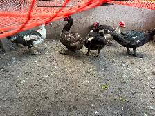 Animals for sale - Photo 5