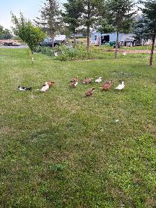 Animals for sale - Photo 6