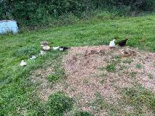 Animals for sale - Photo 7
