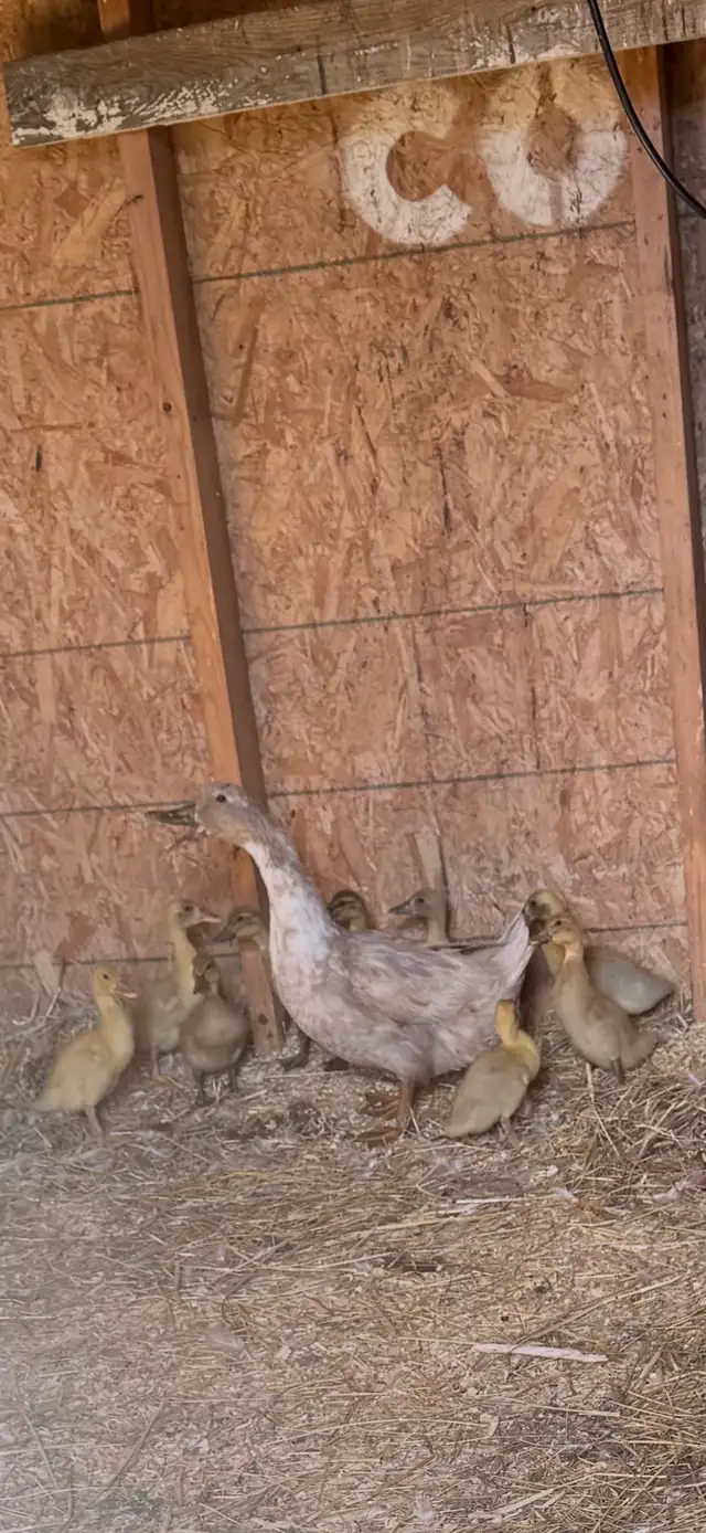 Ducks for sale 1- family