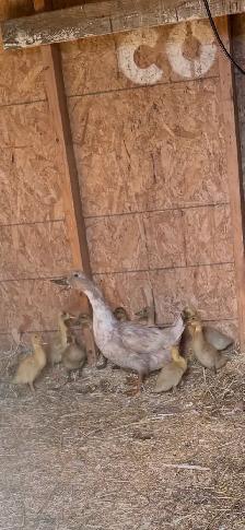 Ducks for sale 1- family