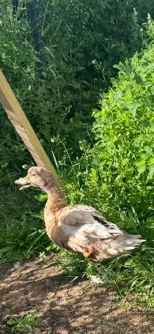 Ducks for sale 1- family - Photo 2