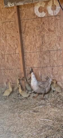 Ducks for sale 1- family - Photo 3