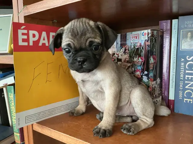 Pug Puppies for sale