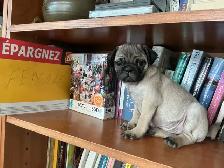 Pug Puppies for sale - Photo 2