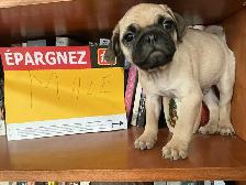 Pug Puppies for sale - Photo 3