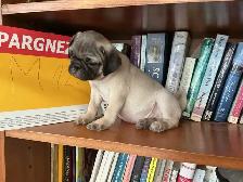 Pug Puppies for sale - Photo 4
