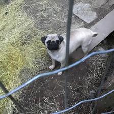 Pug Puppies for sale - Photo 5