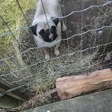 Pug Puppies for sale - Photo 6