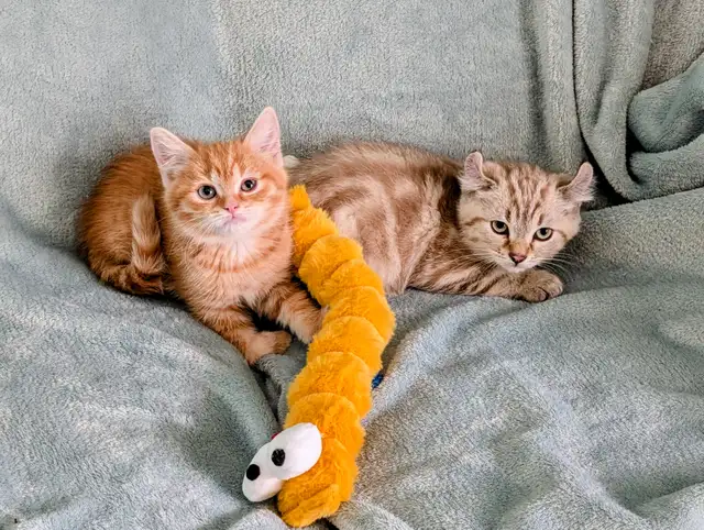 Ragdoll /British Shorthair/Highland Lynx kittens