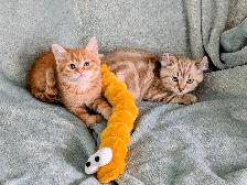 Ragdoll /British Shorthair/Highland Lynx kittens