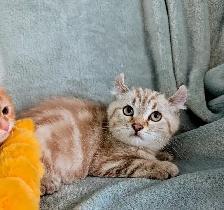 Ragdoll /British Shorthair/Highland Lynx kittens - Photo 2