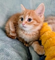 Ragdoll /British Shorthair/Highland Lynx kittens - Photo 3