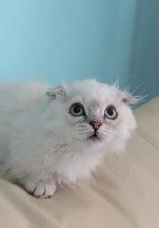 Ragdoll /British Shorthair/Highland Lynx kittens - Photo 4