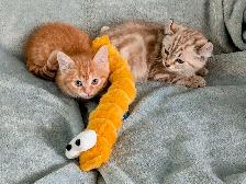 Ragdoll /British Shorthair/Highland Lynx kittens - Photo 5