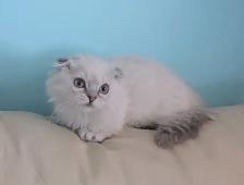 Ragdoll /British Shorthair/Highland Lynx kittens - Photo 6