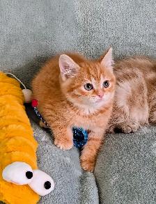 Ragdoll /British Shorthair/Highland Lynx kittens - Photo 7