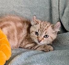 Ragdoll /British Shorthair/Highland Lynx kittens - Photo 9
