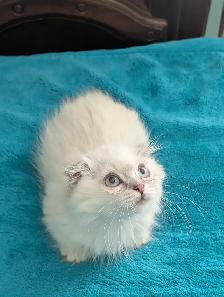 Ragdoll /British Shorthair/Highland Lynx kittens - Photo 10
