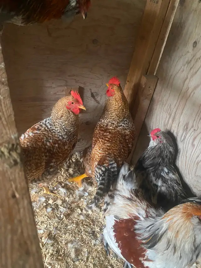 Pure Bielefelder rooster