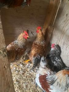 Pure Bielefelder rooster