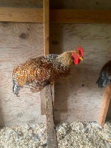 Pure Bielefelder rooster - Photo 2