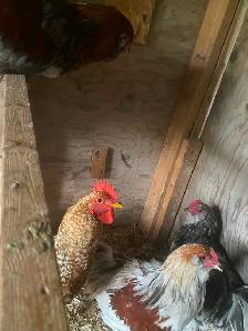 Pure Bielefelder rooster - Photo 3