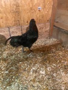 Young Americauna rooster