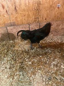 Young Americauna rooster - Photo 2