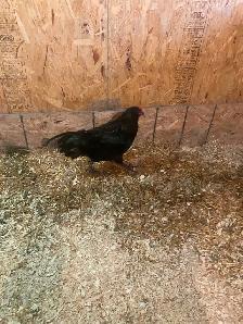 Young Americauna rooster - Photo 3