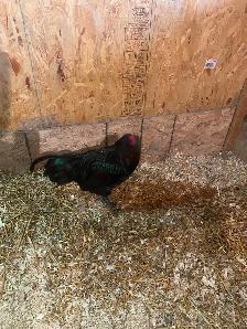 Young Americauna rooster - Photo 4