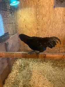 Young Americauna rooster - Photo 5