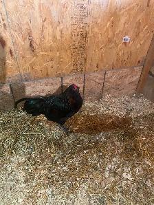 Young Americauna rooster - Photo 6