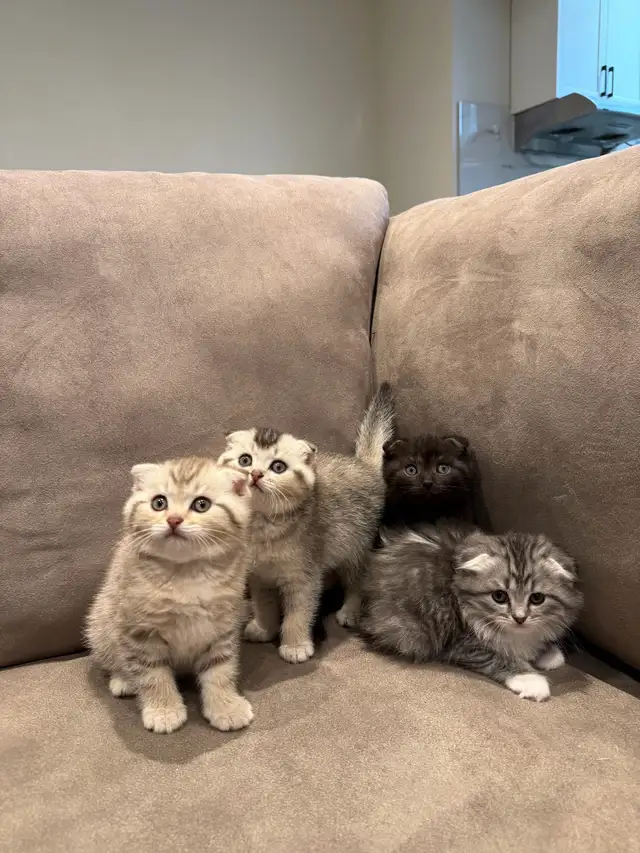 Cute Scottish Fold Kittens For Adaption