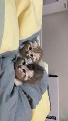 Cute Scottish Fold Kittens For Adaption - Photo 2