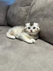 Cute Scottish Fold Kittens For Adaption - Photo 4